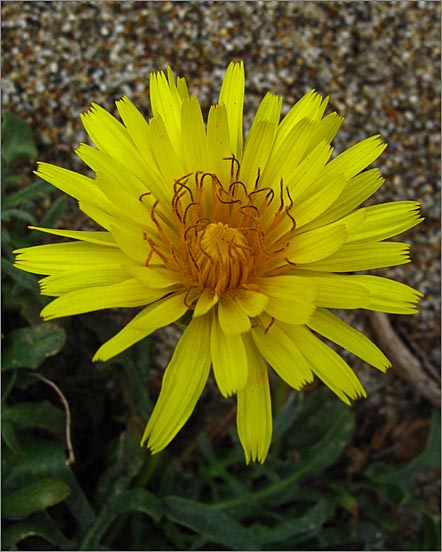 sm 413 Seaside Dandelion.jpg - Seaside Dandelion (Agoseris apargioides var. apargioides): A native which grew right on the sand dunes.